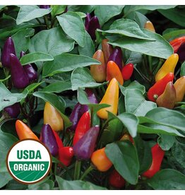 Seed Saver's Exchange Aurora Pepper