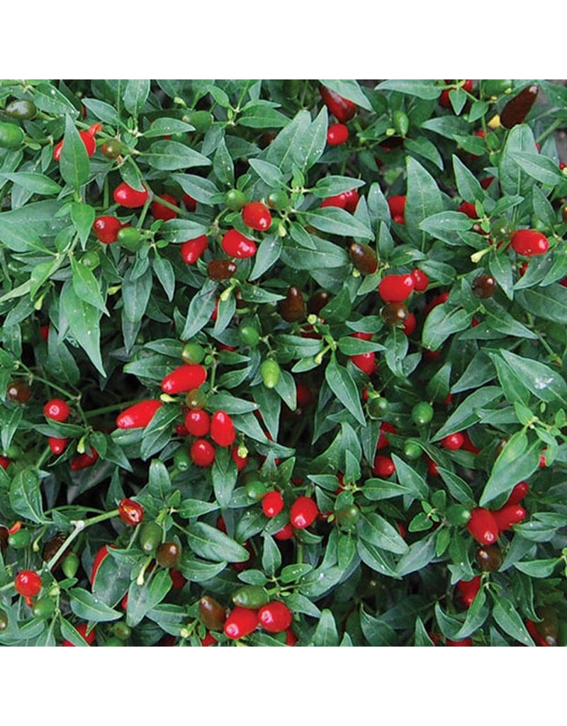 Seed Saver's Exchange Thai Hot Pepper