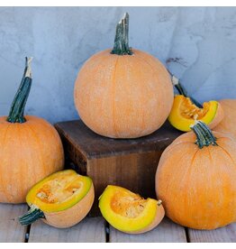 Seed Saver's Exchange Winter Luxury Squash