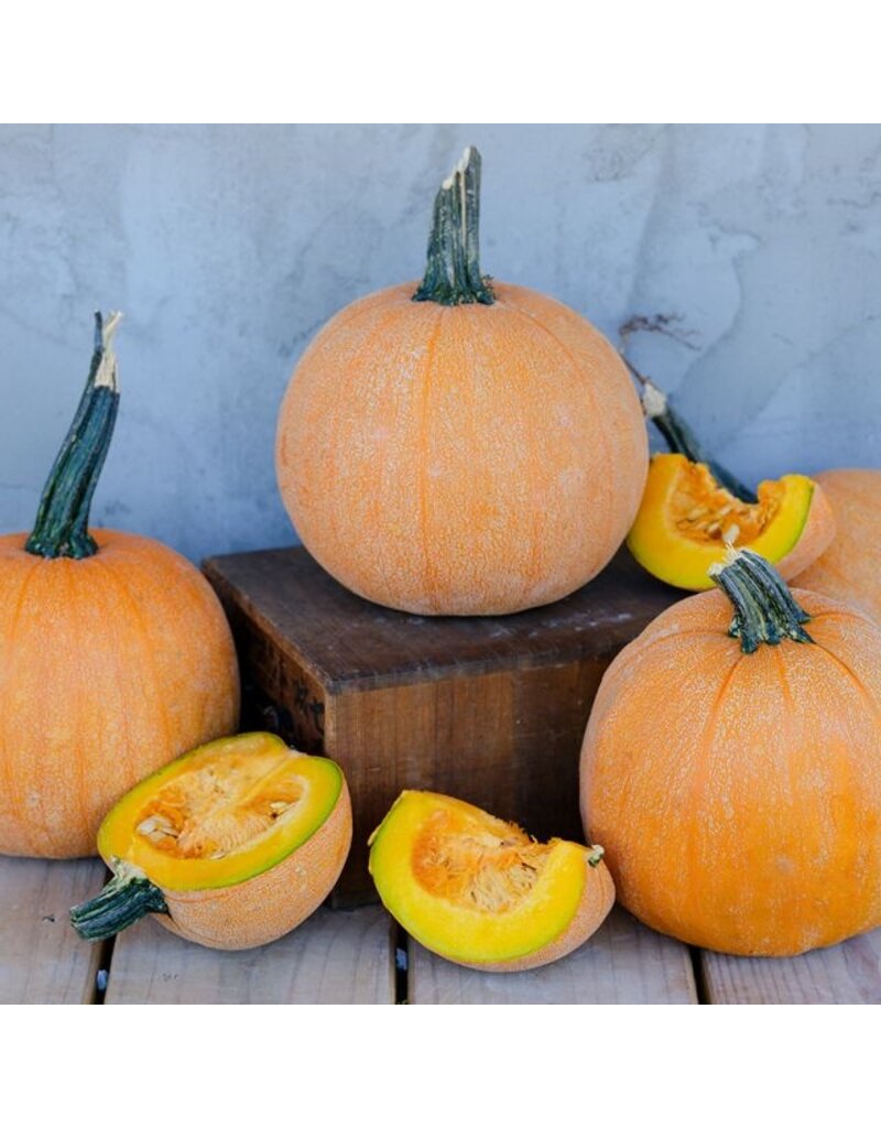 Seed Saver's Exchange Squash, Winter Luxury