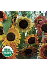 Seed Saver's Exchange Sunflower, Evening Sun