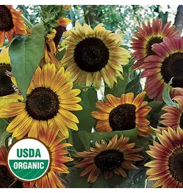 Seed Saver's Exchange Evening Sun Sunflower