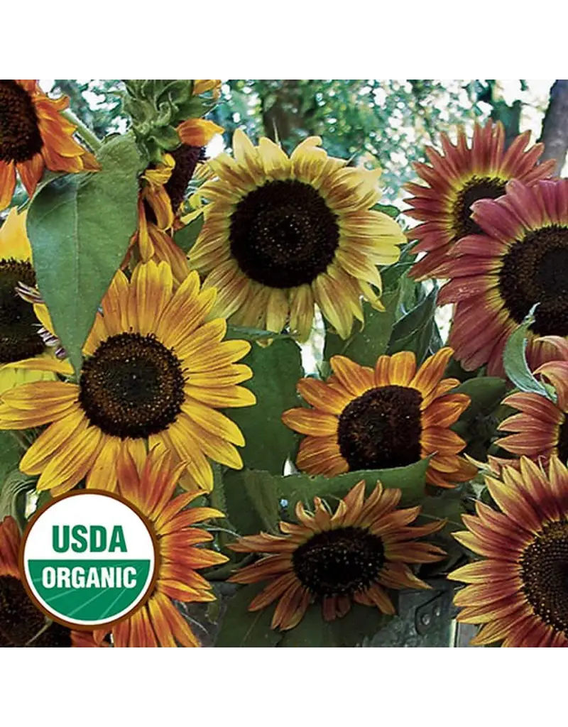 Seed Saver's Exchange Sunflower, Evening Sun