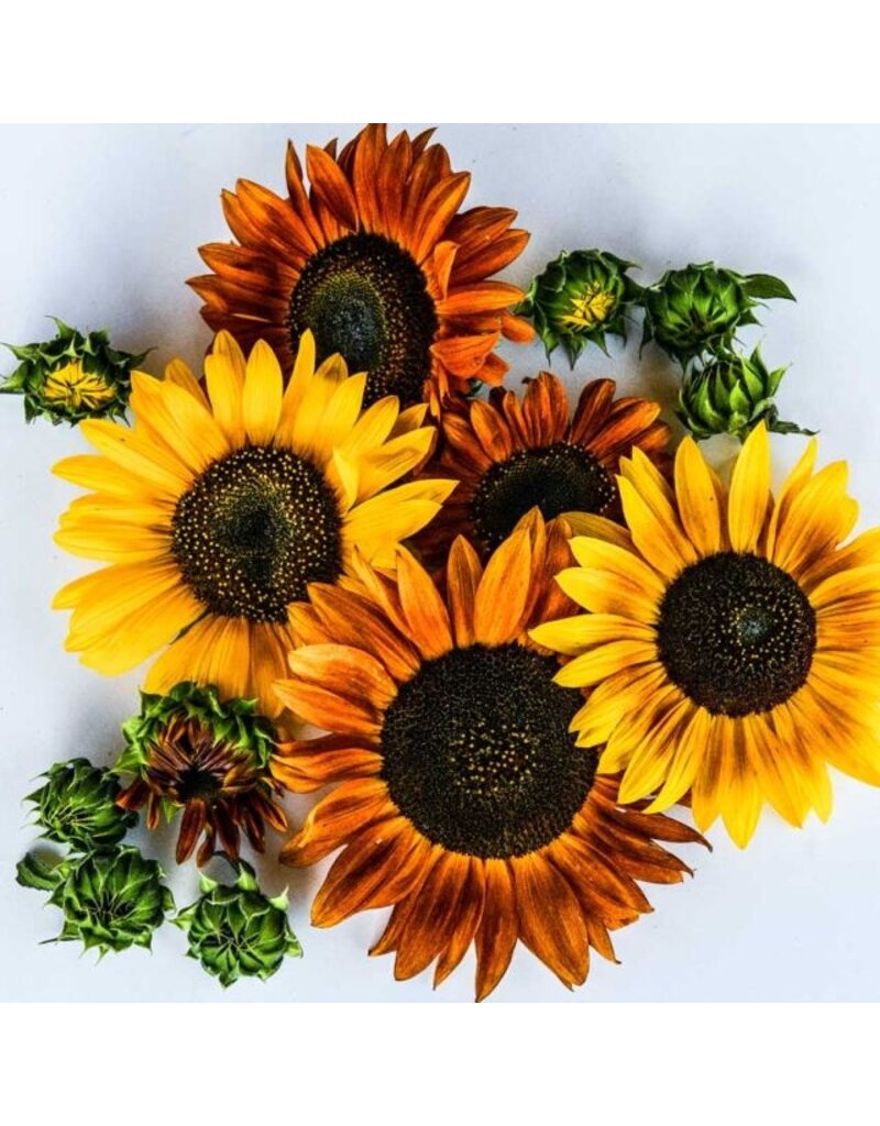 Seed Saver's Exchange Autumn Beauty Sunflower