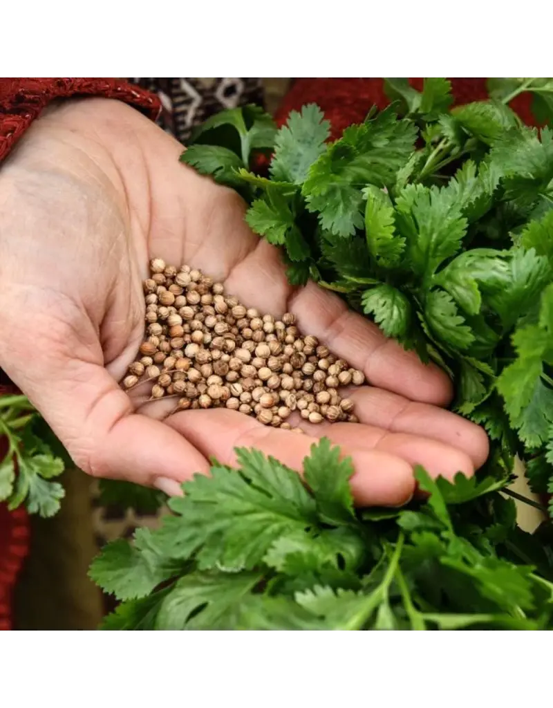 Baker Creek Seeds Cilantro, Slo-bolt