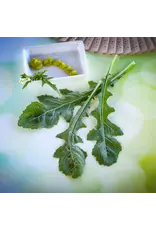 Baker Creek Seeds Arugula, Wasabi