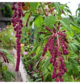 Baker Creek Seeds Amaranth, Dreadlocks