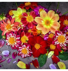 Baker Creek Seeds Dahlia, Dandy Improved