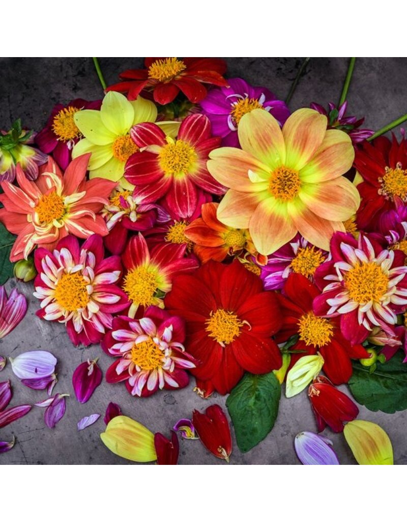 Baker Creek Seeds Dahlia, Dandy Improved