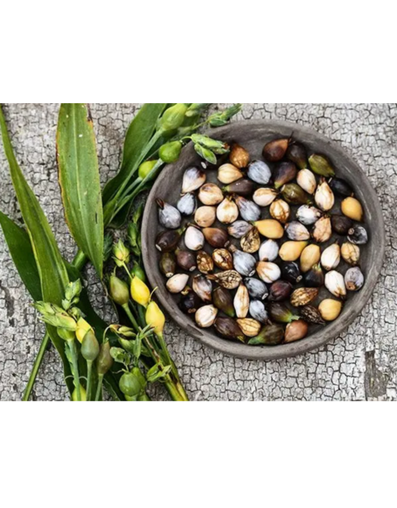 Baker Creek Seeds Herb, Job's Tears