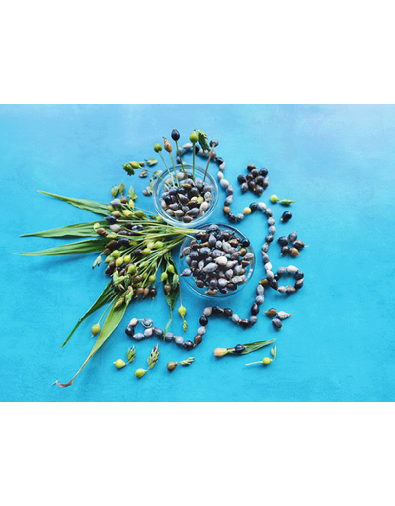 Baker Creek Seeds Herb, Job's Tears