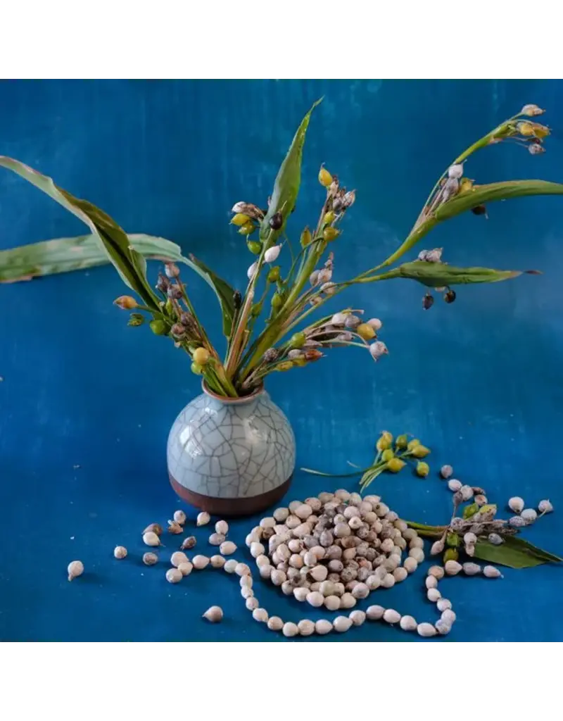 Baker Creek Seeds Herb, Job's Tears