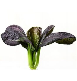 Baker Creek Seeds Bok Choy, Purple Lady