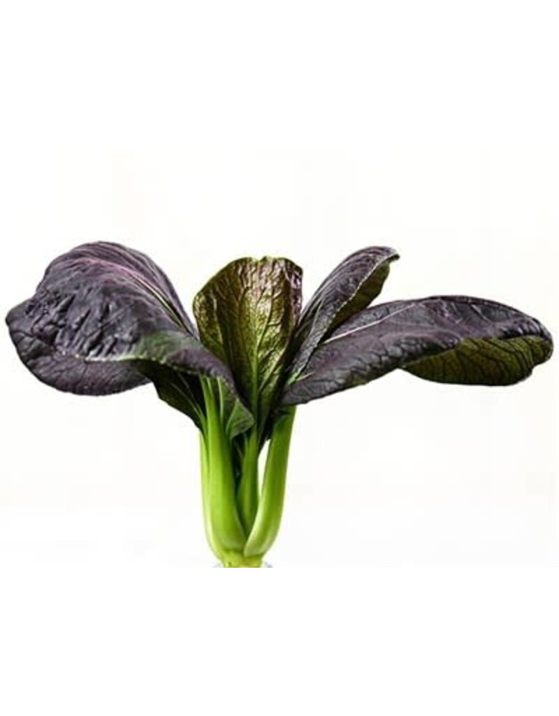 Baker Creek Seeds Bok Choy, Purple Lady