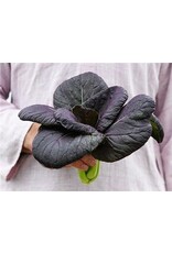 Baker Creek Seeds Bok Choy, Purple Lady