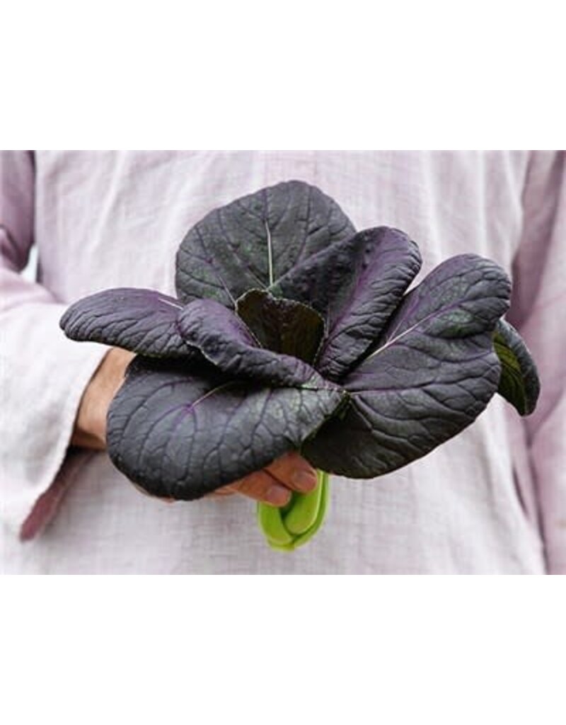 Baker Creek Seeds Bok Choy, Purple Lady