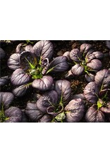Baker Creek Seeds Bok Choy, Purple Lady