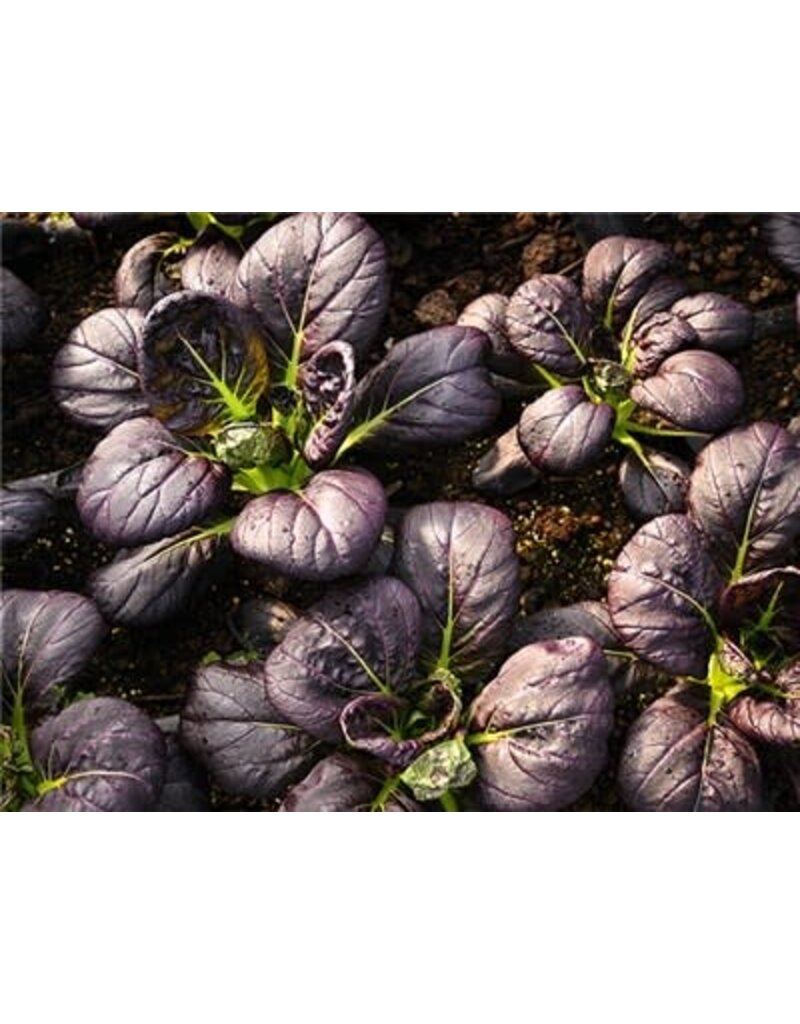 Baker Creek Seeds Bok Choy, Purple Lady