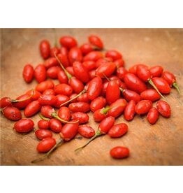 Baker Creek Seeds Goji Berry, Scarlet