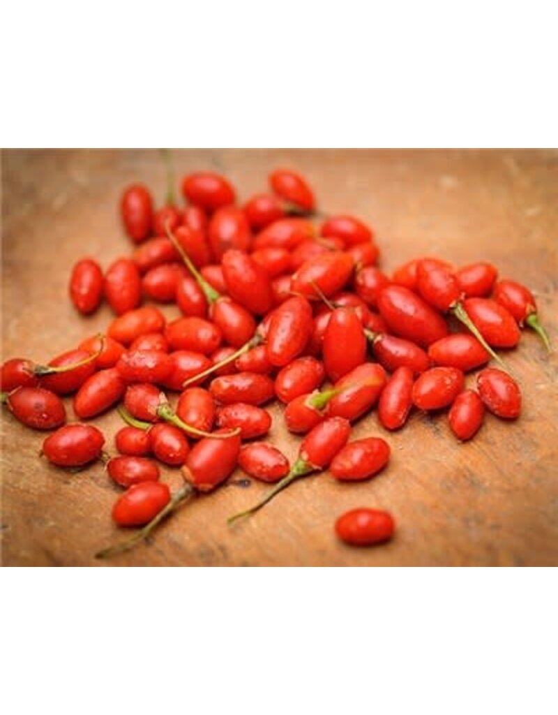 Baker Creek Seeds Goji Berry, Scarlet