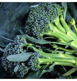 Baker Creek Seeds Broccoli Seeds, Waltham 29