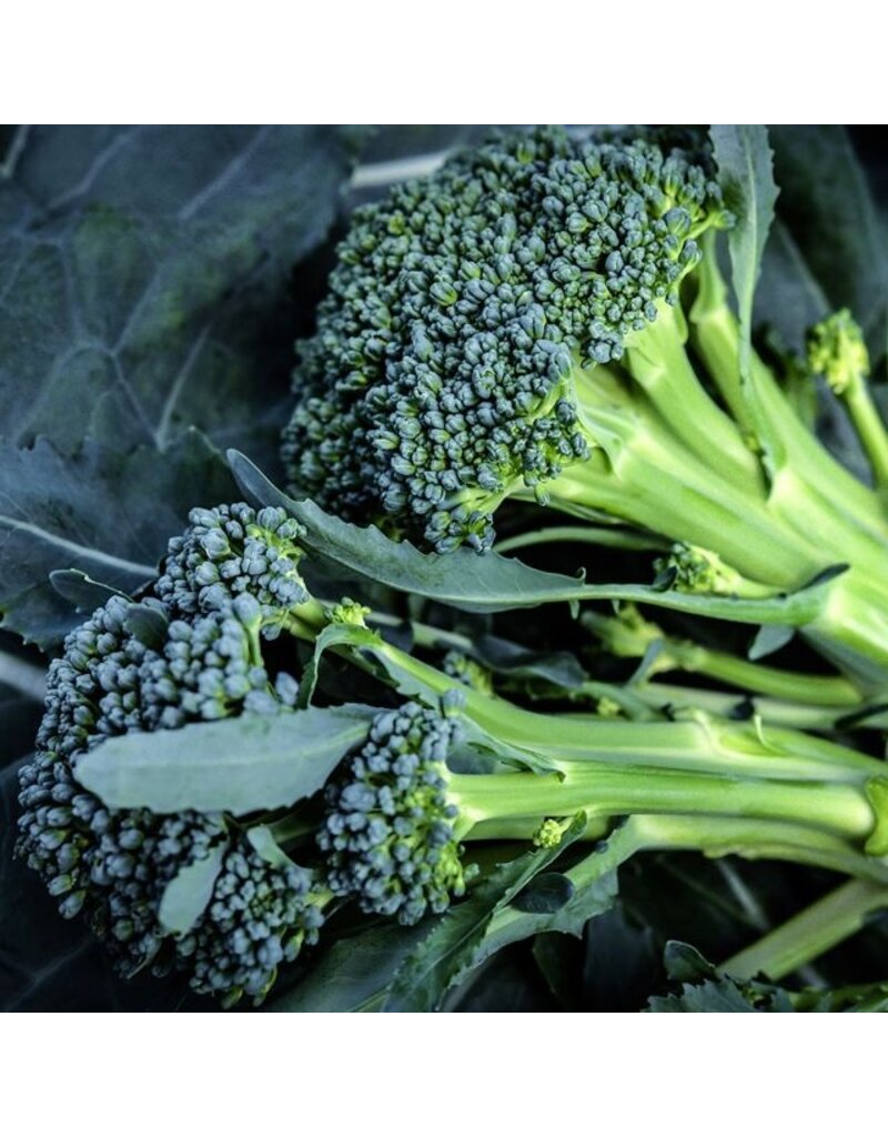 Baker Creek Seeds Broccoli Seeds, Waltham 29