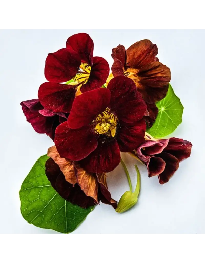 Baker Creek Seeds Nasturtium Seeds, Black Velvet