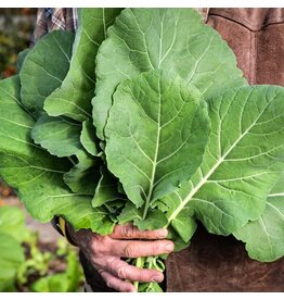 Baker Creek Seeds Collards, Georgia Southern (creole)