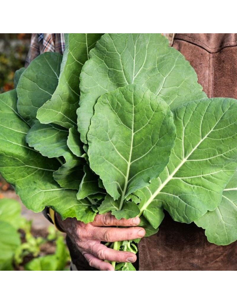 Baker Creek Seeds Collards, Georgia Southern (creole)
