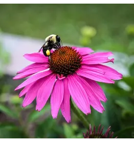 Baker Creek Seeds Echinacea, Pupurea