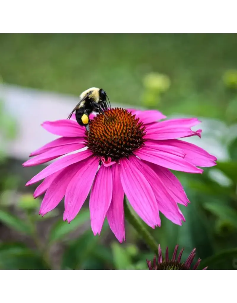 Baker Creek Seeds Echinacea, Pupurea