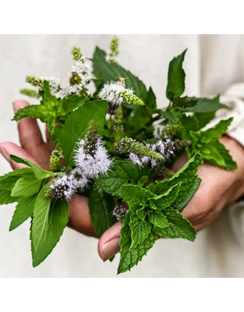 Baker Creek Seeds Mint, Marvelous Mix