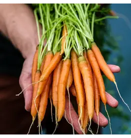 Baker Creek Seeds Carrot, Little Finger