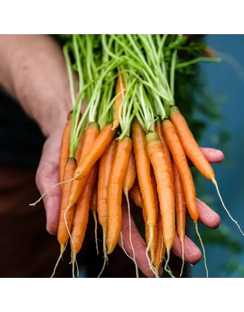 Baker Creek Seeds Carrot, Little Finger