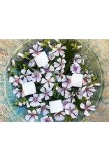 Baker Creek Seeds Herb, Marshmallow