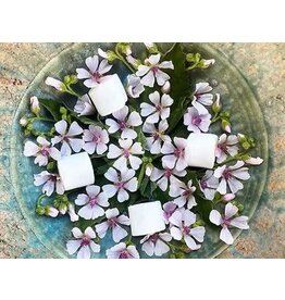 Baker Creek Seeds Herb, Marshmallow