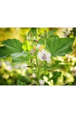 Baker Creek Seeds Herb, Marshmallow