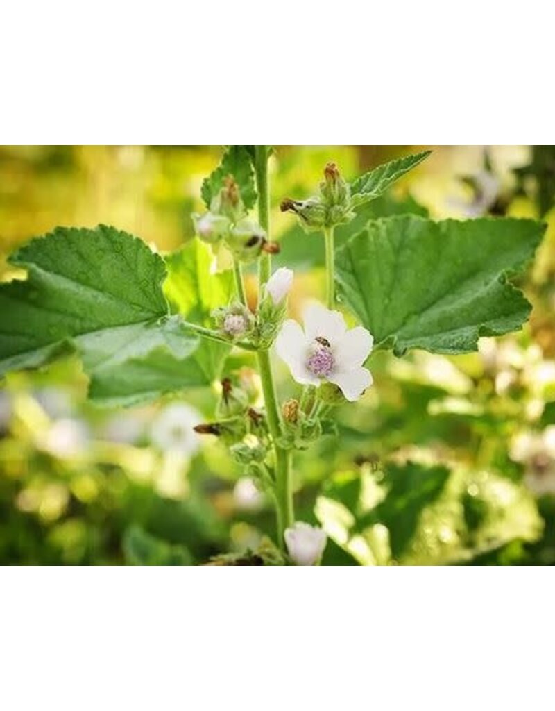 Baker Creek Seeds Herb, Marshmallow