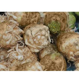 Seed Saver's Exchange Celeriac, Giant Prague