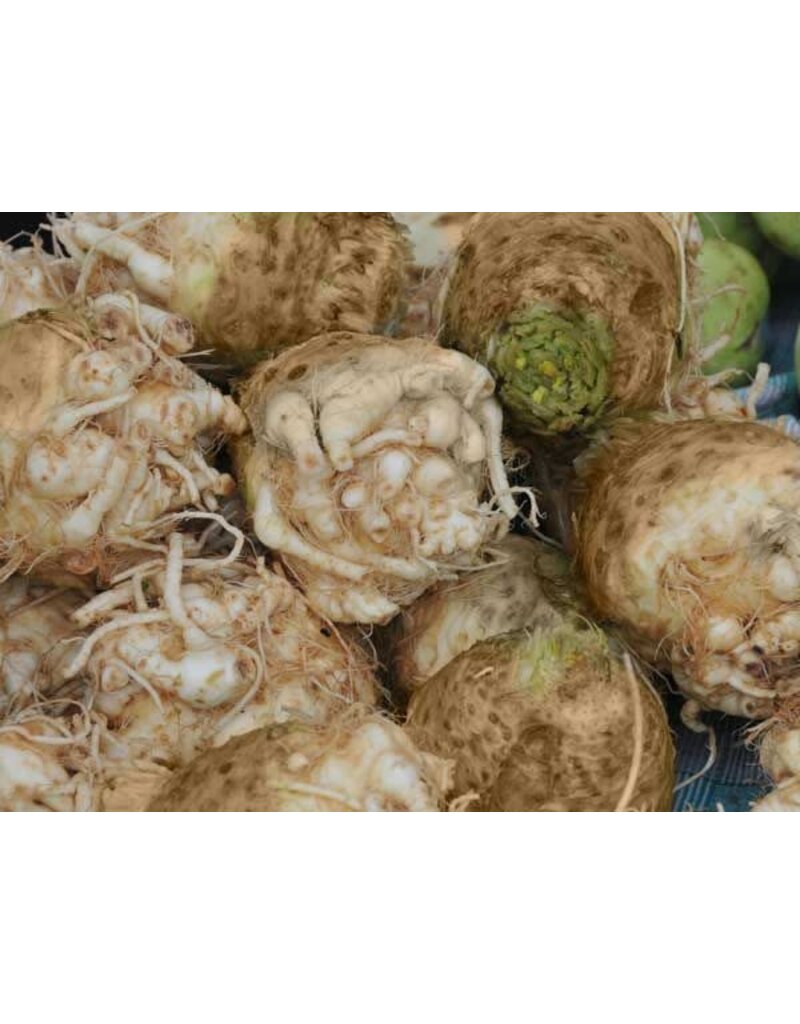 Seed Saver's Exchange Celeriac, Giant Prague