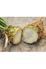 Seed Saver's Exchange Celeriac, Giant Prague