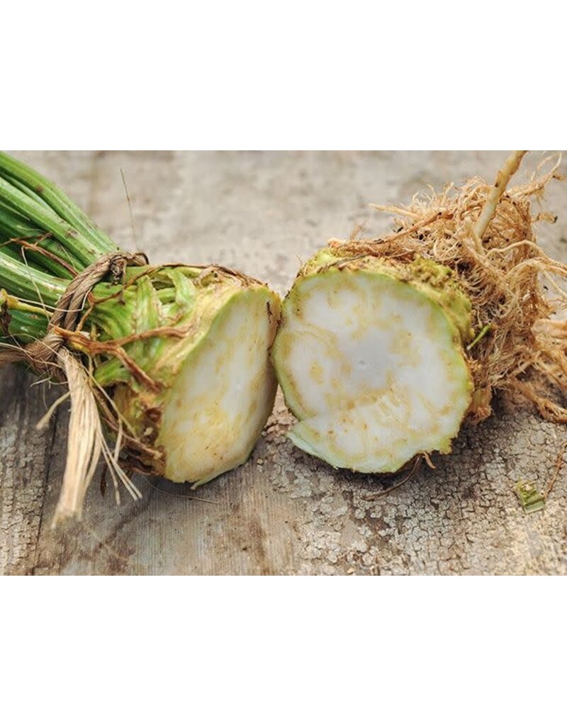 Seed Saver's Exchange Celeriac, Giant Prague