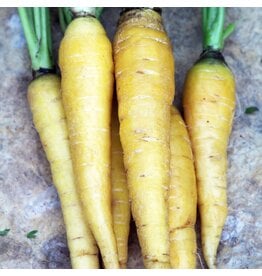 Seed Saver's Exchange Carrot, Solar Yellow