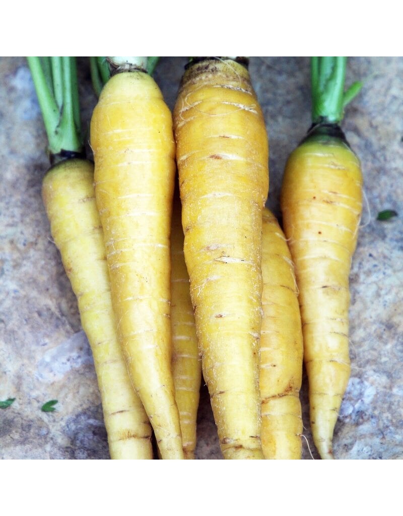 Seed Saver's Exchange Carrot, Solar Yellow