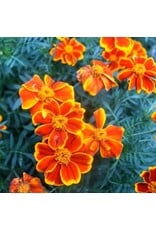 Seed Saver's Exchange Flower, Red Marietta