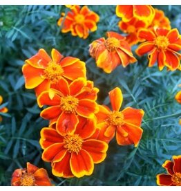 Seed Saver's Exchange Flower, Red Marietta