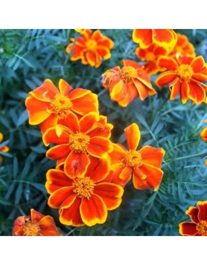 Seed Saver's Exchange Flower, Red Marietta