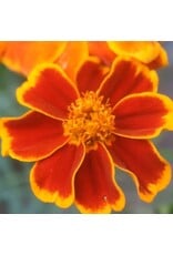 Seed Saver's Exchange Flower, Red Marietta