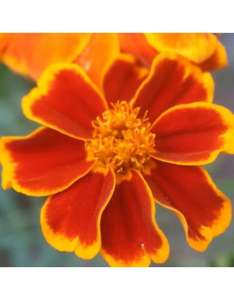 Seed Saver's Exchange Flower, Red Marietta