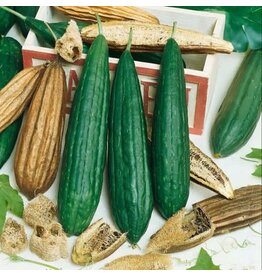 Seed Saver's Exchange Gourd, Luffa Sponge